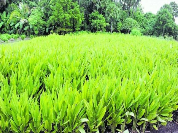 Is it possible to grow yellowish in nature? Seed Selection to First Harvest