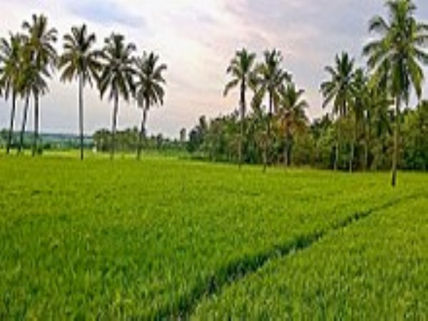 insects management in paddy techiniques