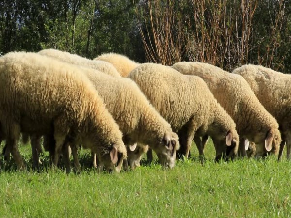 Here are the breeding and breeding feed management for sheep