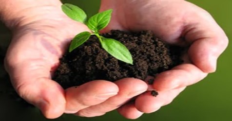 An overview of the management of natural fertilizer that gives greater energy ...