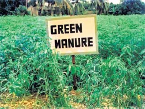 Do you know the green manure that improves soil fertility?