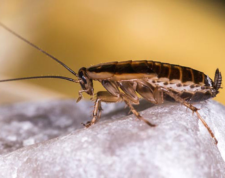 cockroach milk may be food supplement in future