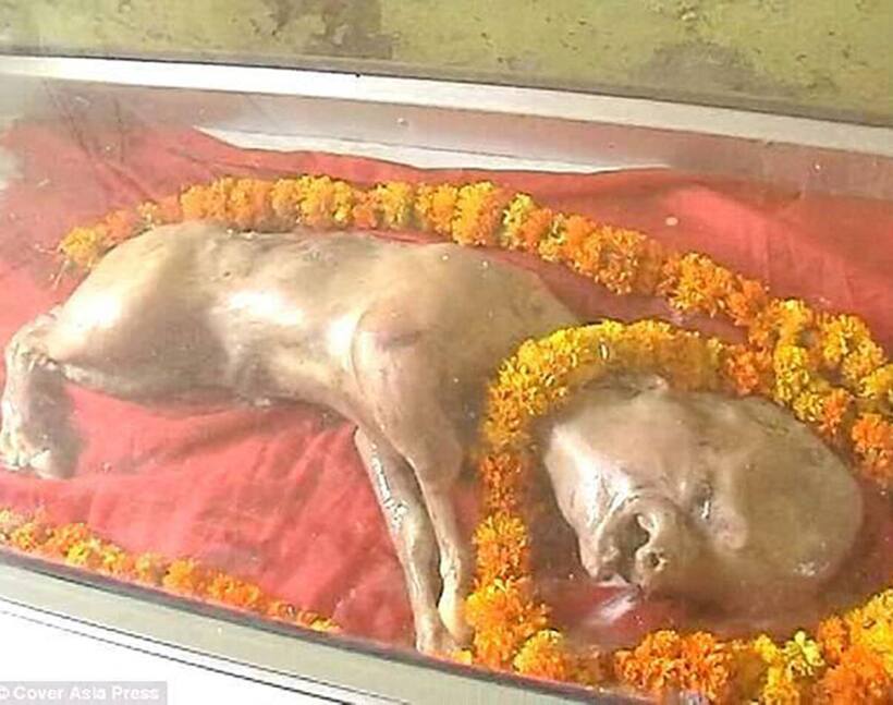 UP villagers think this calf is an avatar of Lord Vishnu. Find out why [Video]