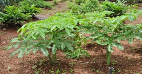 Some of the simplest ways to cultivate elephant yam 