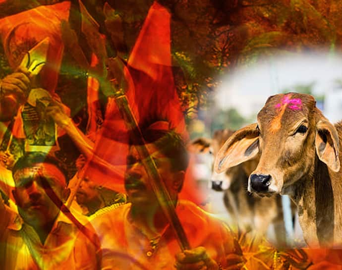 No Punches Pulled: Stop killing in the name of cow of protection, build gaushalas instead