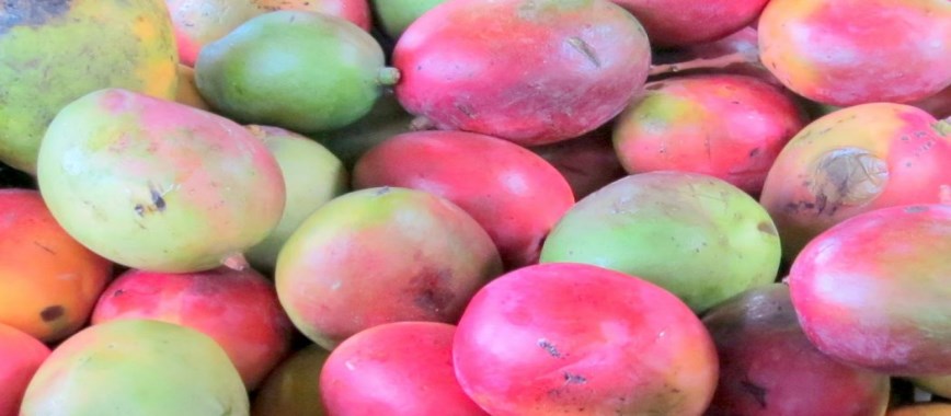 imampacant mango-cultivation-can-profit-at-rs-50-thousa