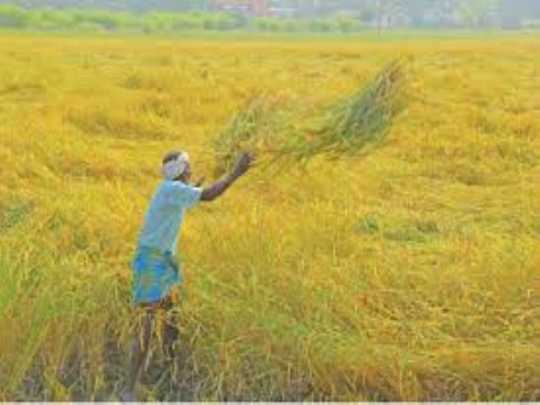 When will the harvesting of kichalichampa rice be harvested? Know this ...