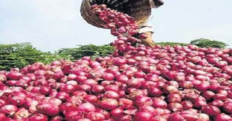 Bellary onion is very important in harvesting and processing ...