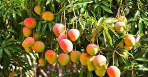 Disease and insects management in mango tree