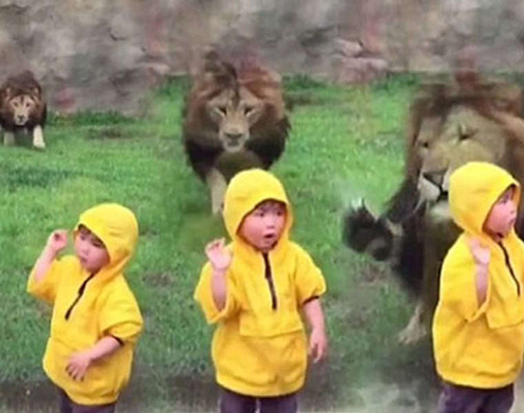 Lion attempts to POUNCE on little boy but slams into glass