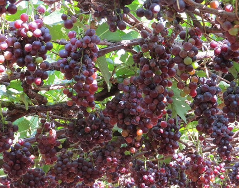 Grapes to be transported to other states from karnataka