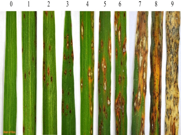 These two illnesses are also prone to poisoning the crops ...