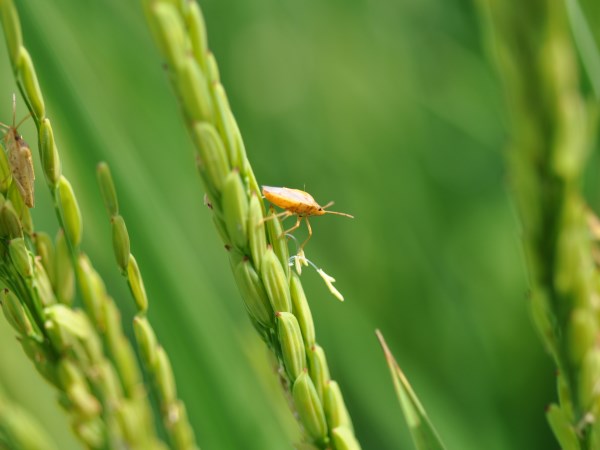 Different types of crops and pests that attack them