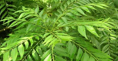 Naturally the cultivation of curry leaves can be beneficial ...