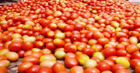 The Tamil Nadu government is planning to sell tomatoes at a lower price at a fair price shop as the price of t