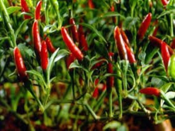 Chilli cultivation Here are the methods of harvesting