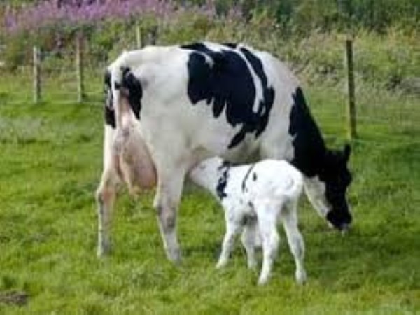 Here how to choose cow breeds for dairy farms