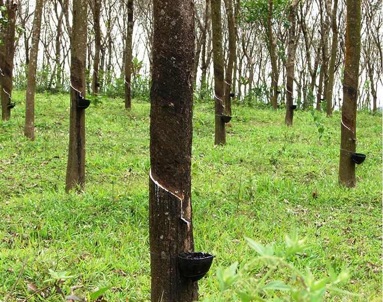 central government appointed task force for rubber industry