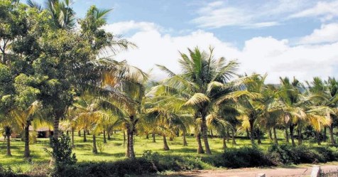 Which coconut is best to get a high yield