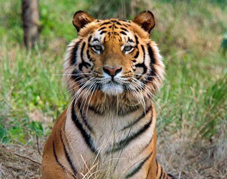 Tiger census in Kerala this month