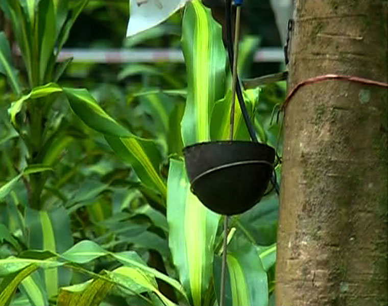 floriculture inside rubber plantations