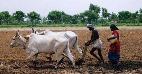 Summer plowing is an important way to ensure coordinated protectionism ...