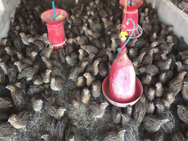 Quail farming can be more profitable than chickens. How?