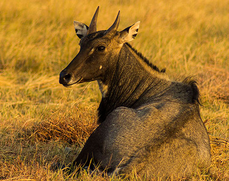 nilgai spotted in karnataka