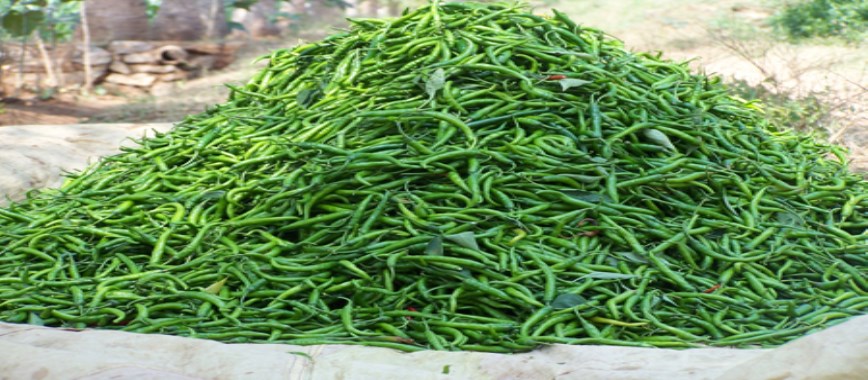 green chilli-cultivation-from-production-to-yield-a-gad