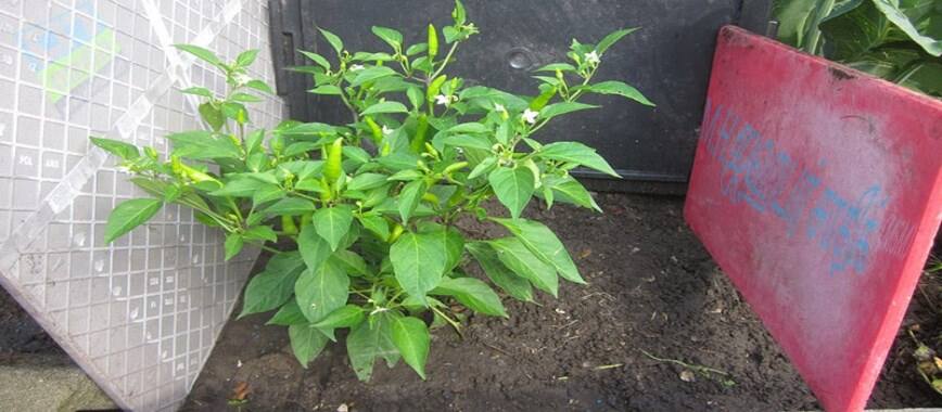 quality spicy-milakinai-help-to-harvest-the-root-utpuca