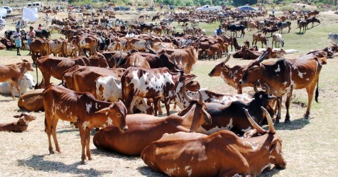 Diseases that affect the cows and prevent them ...