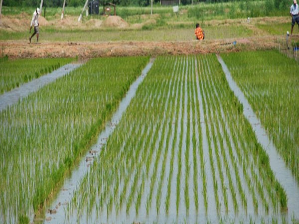 Different Nutrients and Their Importance for Crops ...