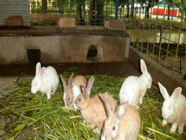 Do you know how the feeding of rabbits varies?