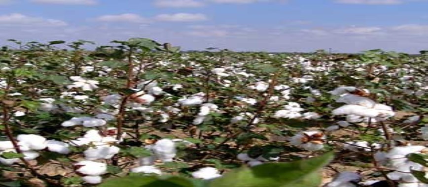 how to-control-diseases-that-attack-cotton-plants