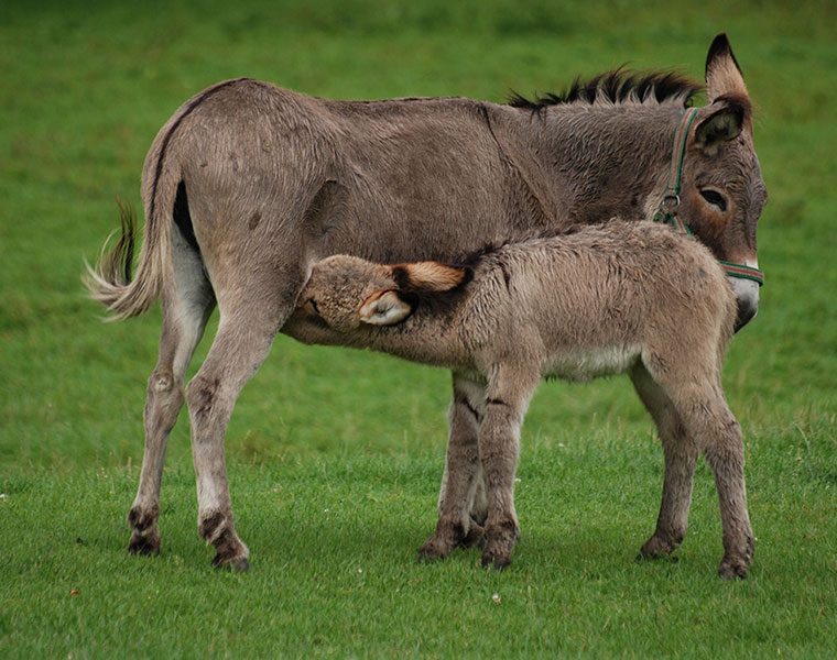 Donkey milk sold in Bengaluru health benefits