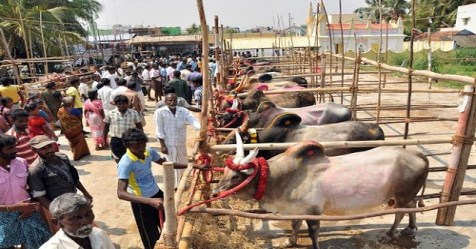 A variety of diseases and prevention methods for cows