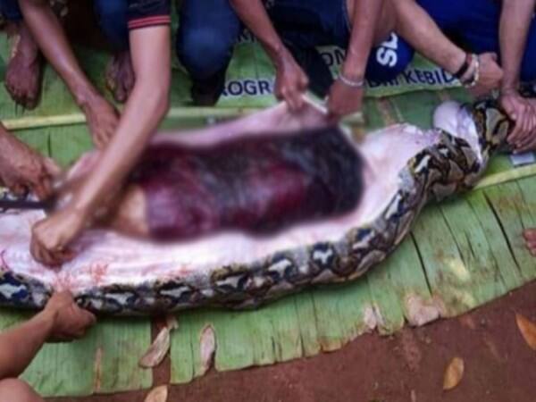 a snake swallow a lady in indonesia 