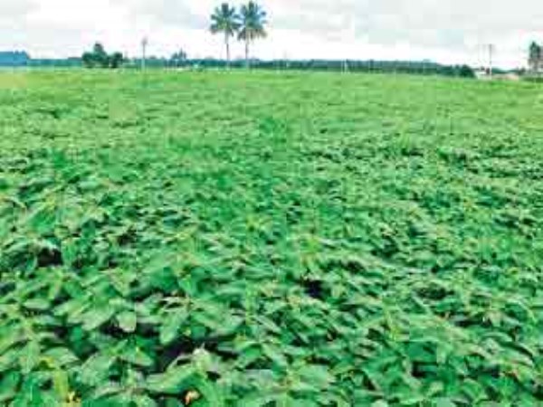 Do you know if this green manure is cultivated?