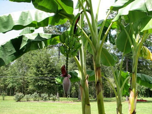 After harvesting banana