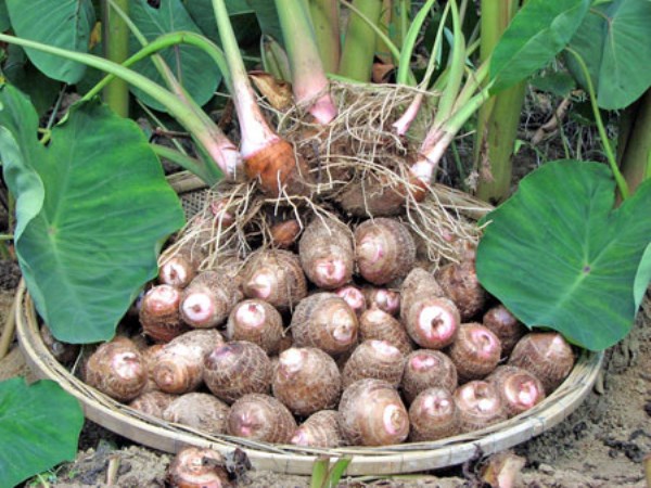 How to do a natural  cultivation of Colocasia