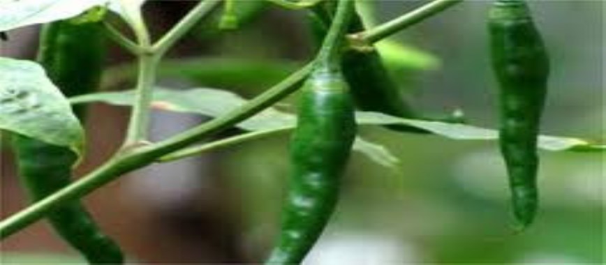 ways to-control-insect-pests-of-chili