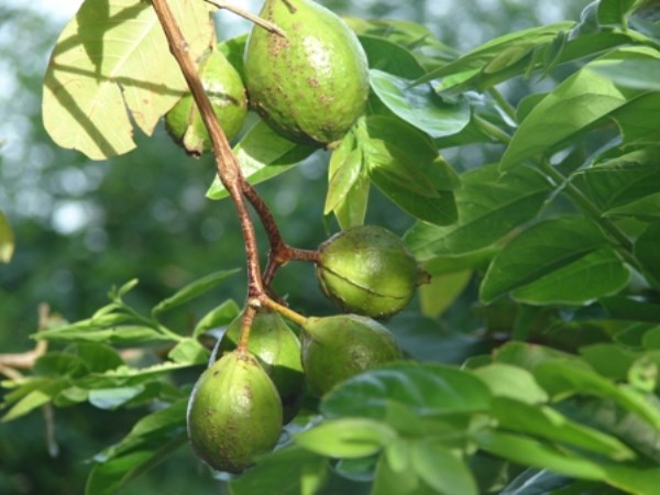 Here are the special techniques for you to get extra yield on these trees.