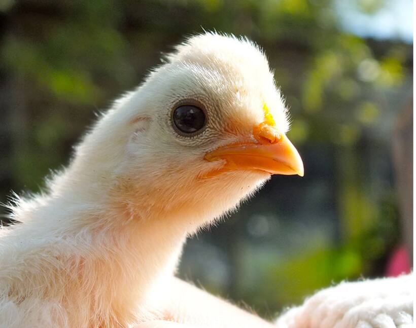 Now, QR Codes to ensure quality of chicken
