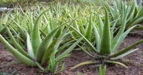 Aloe cultivation A parasite from soil to yield ...