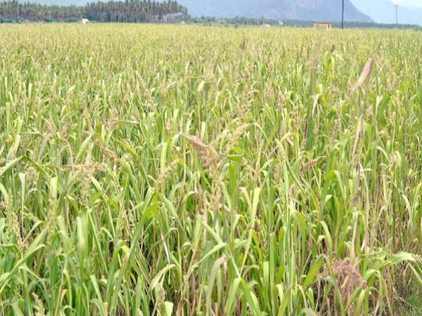 In case of water scarcity the yield of the cows will certainly get yield