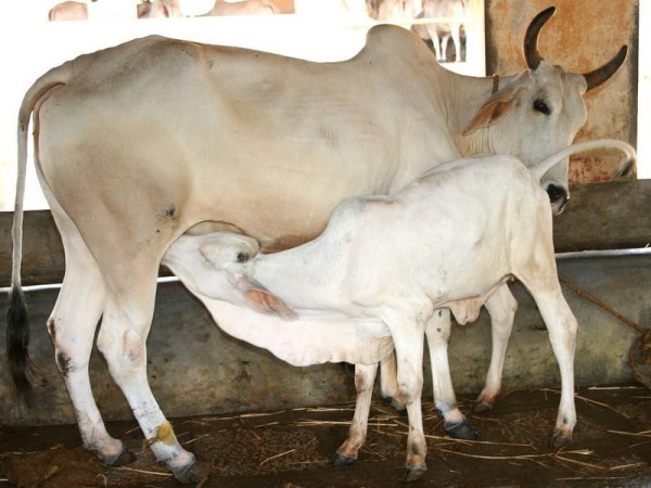 How to care for calf and buffalo cows These methods will definitely help you ...