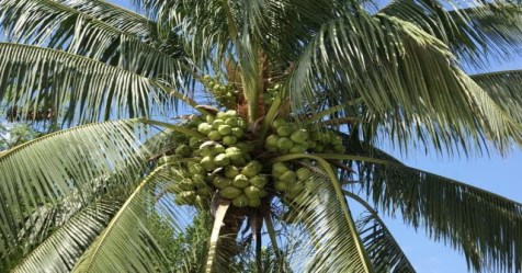 diseases and curing methods for coconut tree