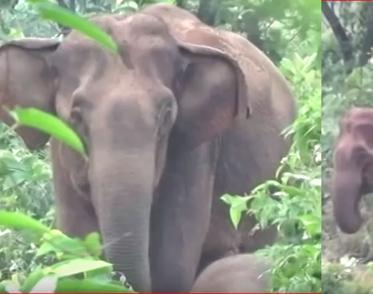 Mother elephant guards dead baby jumbo