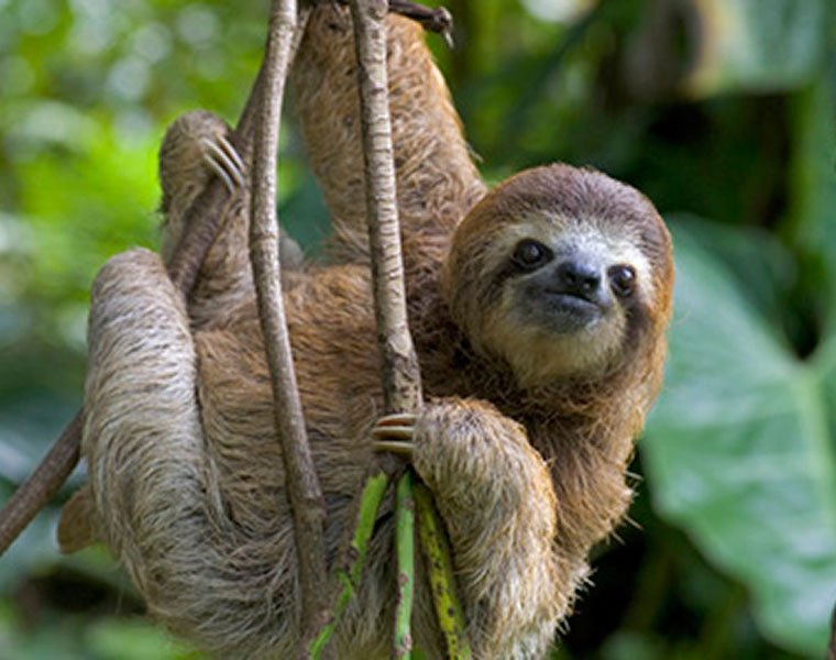 International Sloth Day 2023: Day, history, significance ATG EAI