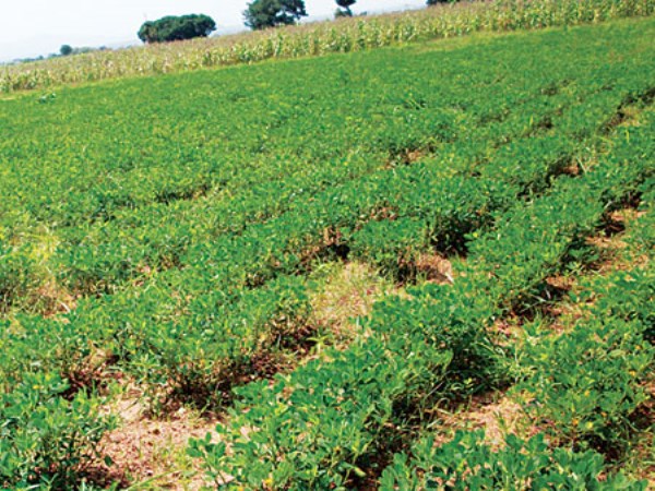 if the rainfall is groundnut cultivation in nature